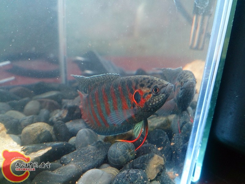 DSC_1242_副本.jpg
