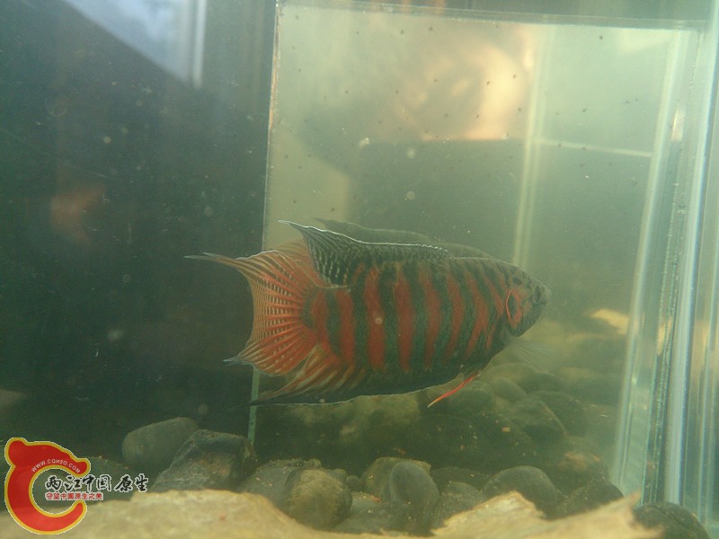 DSC_1223_副本.jpg