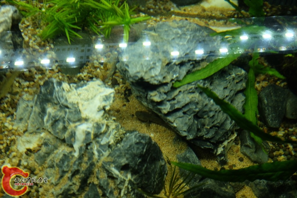 DSCF1712.JPG