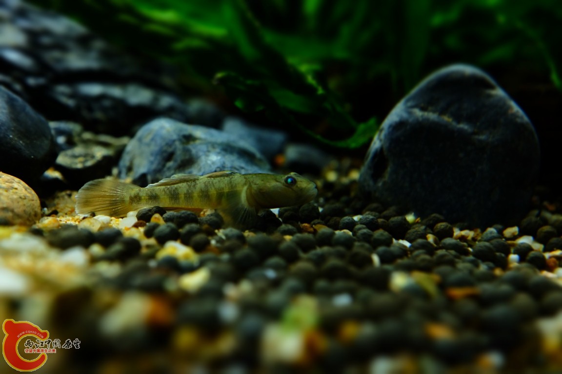 DSCF1779.JPG