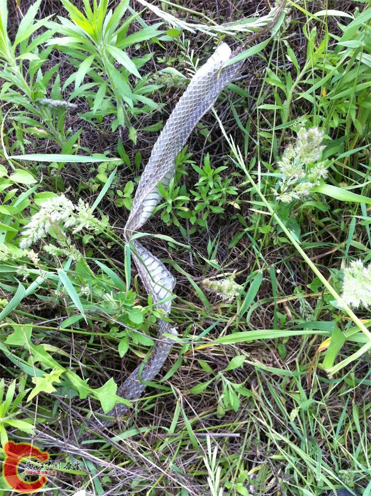 突遇这，当时顿觉腿法软，不足一米距离啊