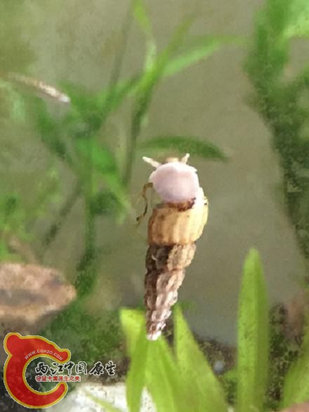 方格短沟蜷 原生螺1.JPG