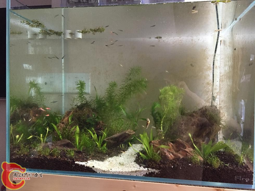 全缸景，新开缸爆藻必经之路╮(╯▽╰)╭，鱼有白云金丝普通版、黄化版、大帆、有些皮.jpg