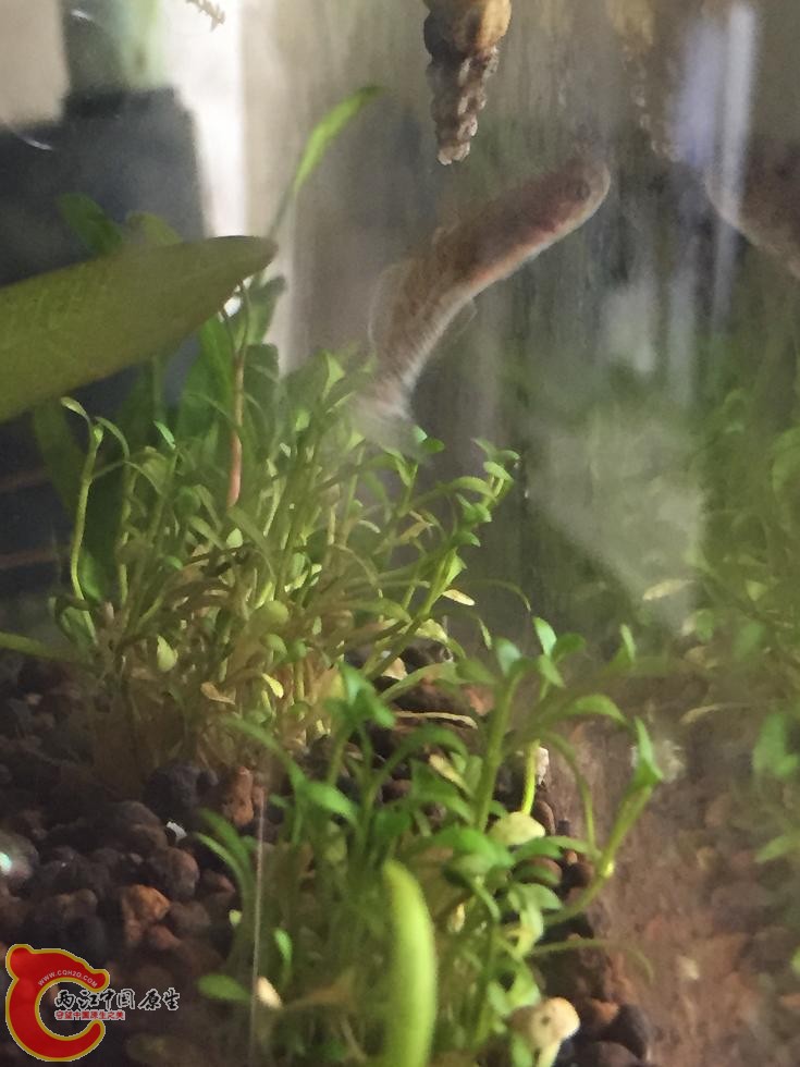 粘皮虾虎，小小的不晓得会不会饿死1.JPG