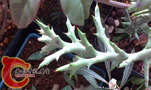 Euphorbia stenoclada