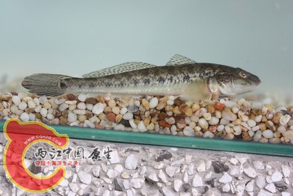 矛尾虾虎？