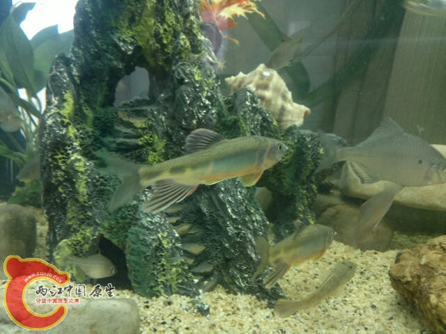 昨天跟朋友抓的