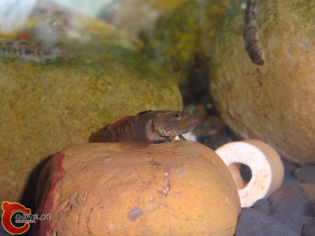 DSC01247.jpg