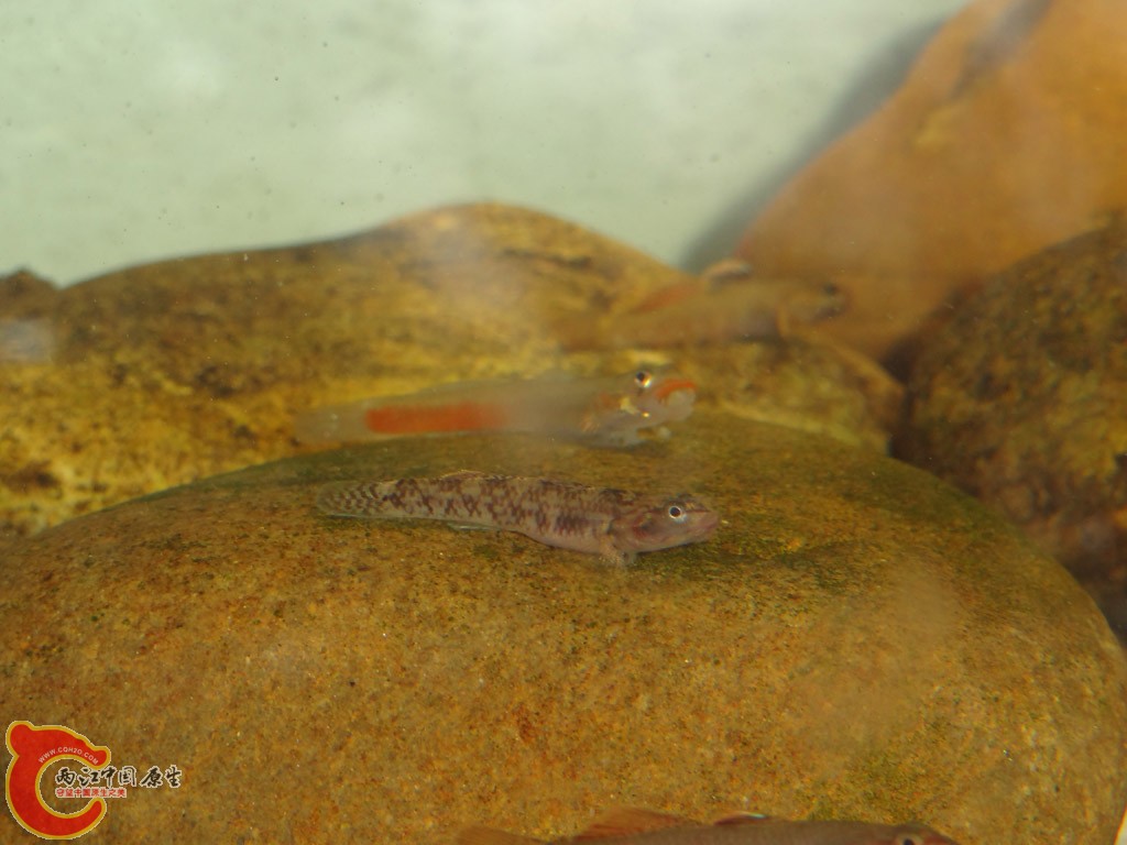 DSC01248.jpg