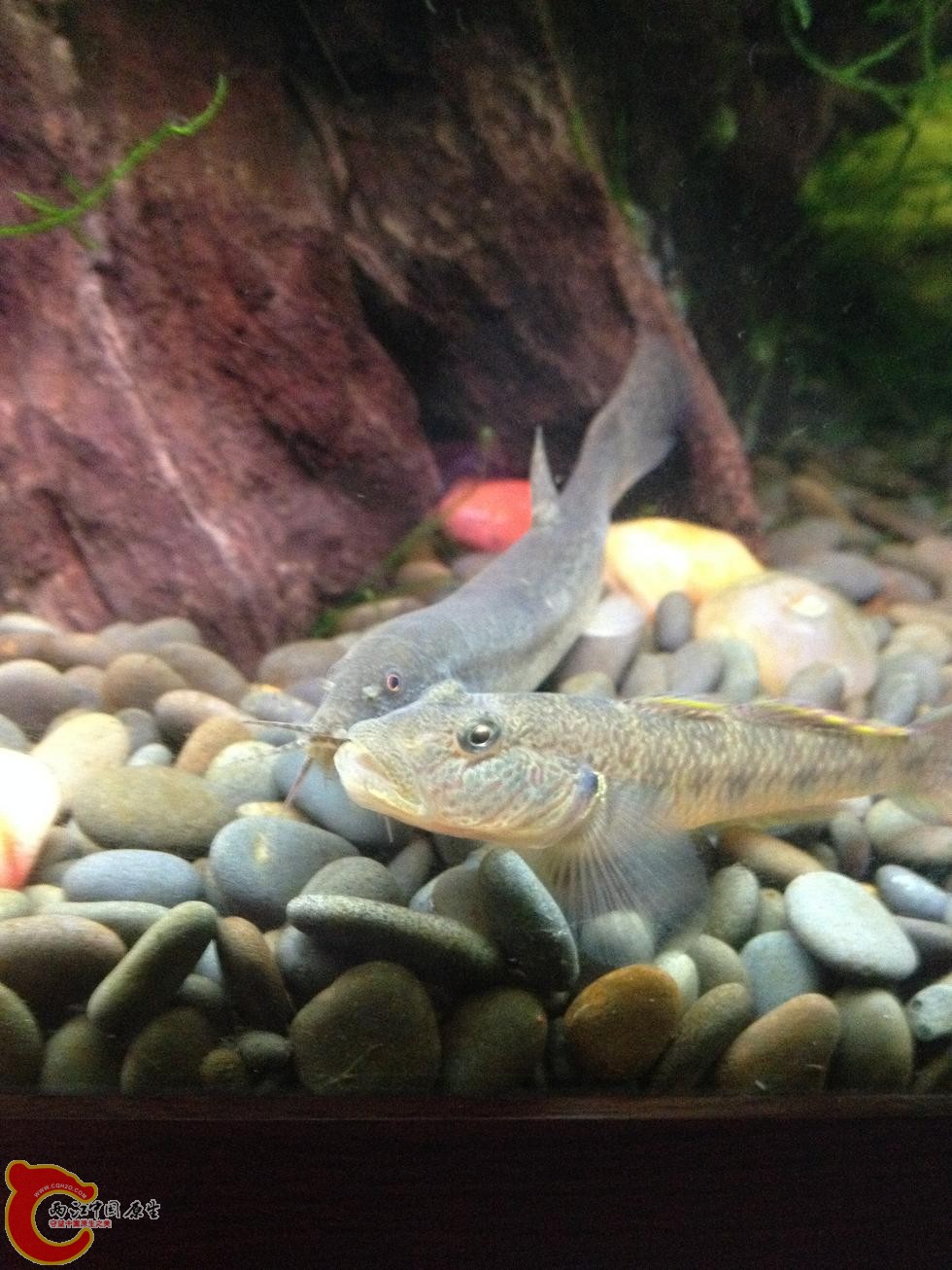 和泥鳅一样大的呆子