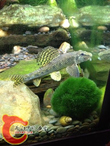 水库边捡来的棒花