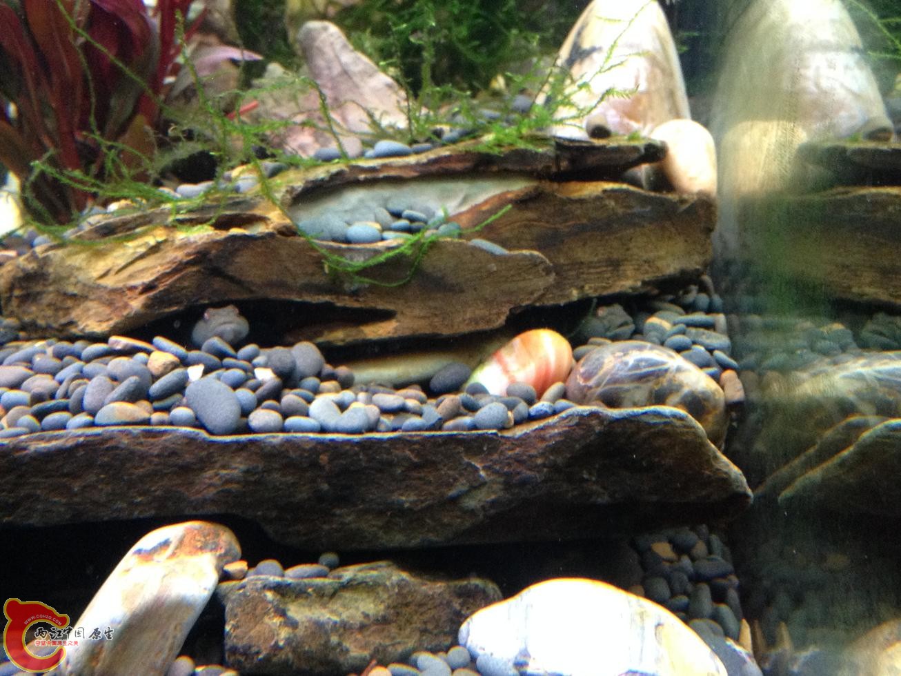 聪明的波氏才可以活下去