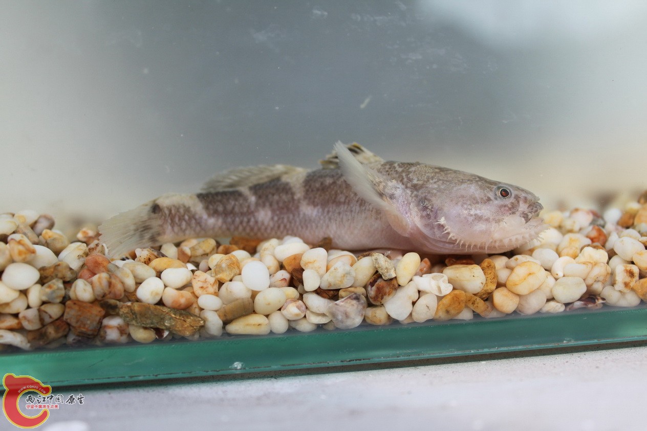 髭缟虾虎.jpg