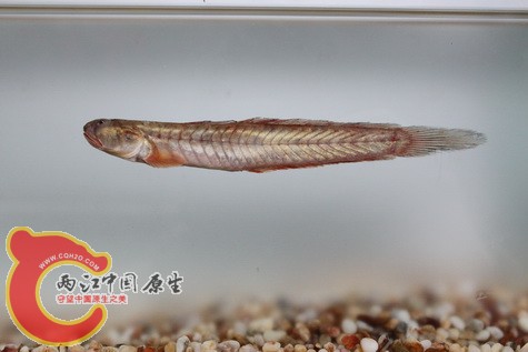 副平牙虾虎吗？有两背鳍的