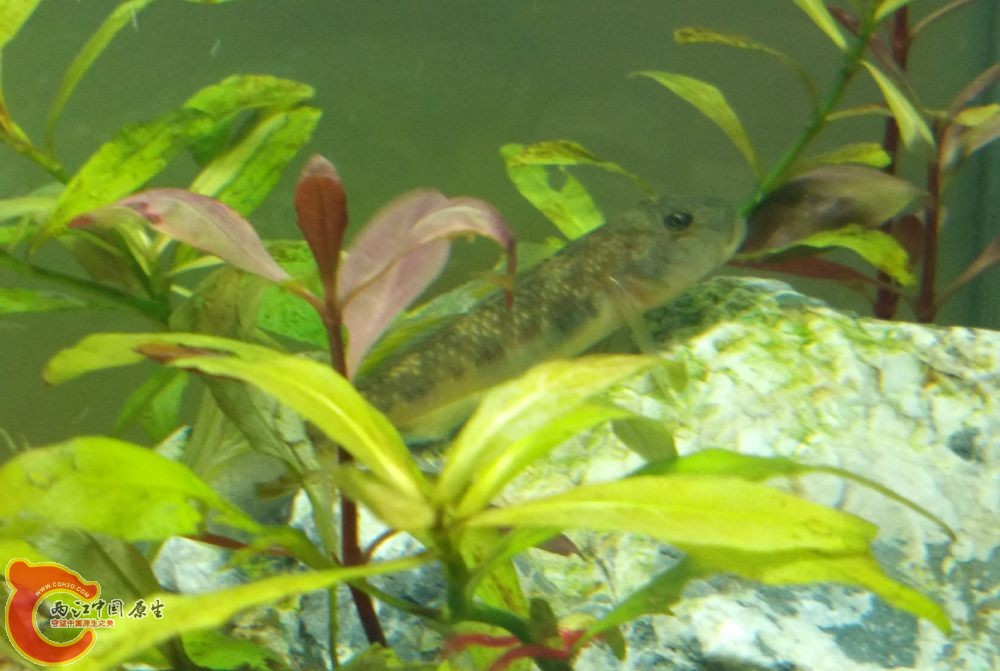 子陵虾虎