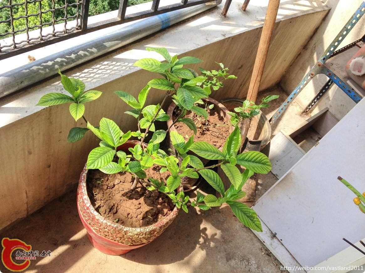 conew_conew_2015-06-25 10-21-22.jpg