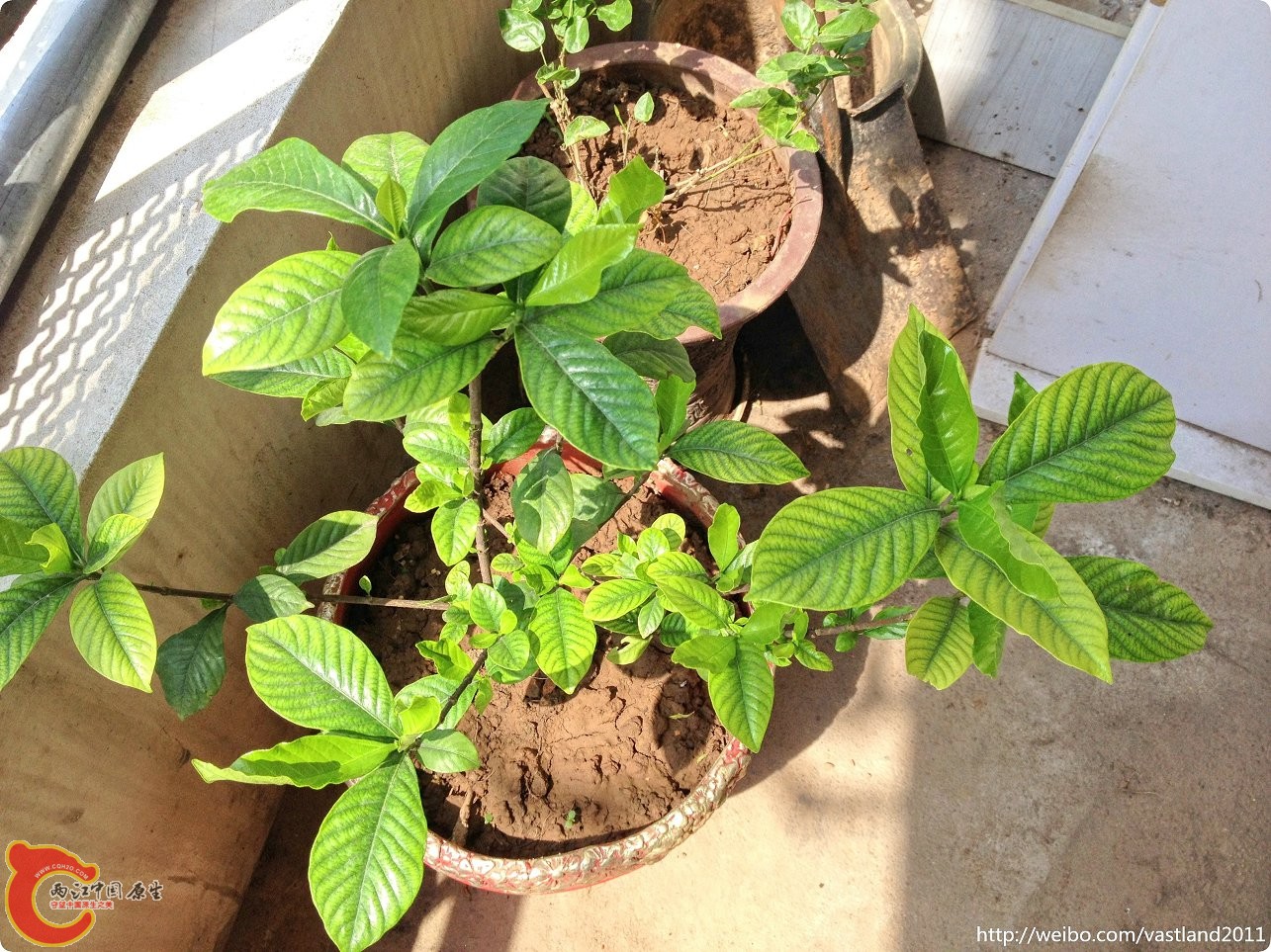 conew_conew_2015-06-25 10-21-26.jpg