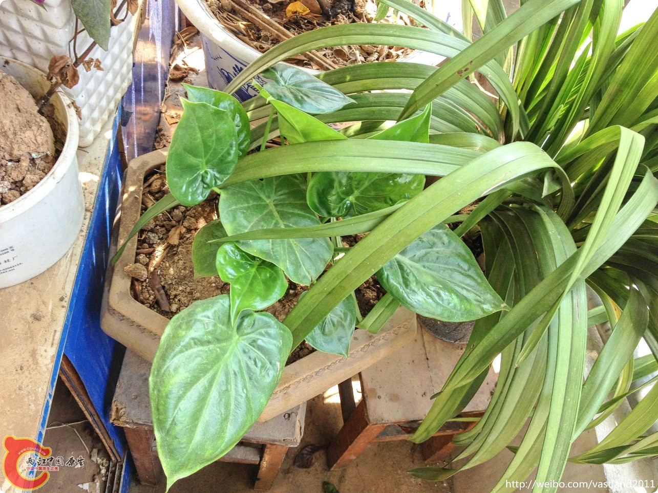 conew_conew_2015-06-25 10-21-40.jpg