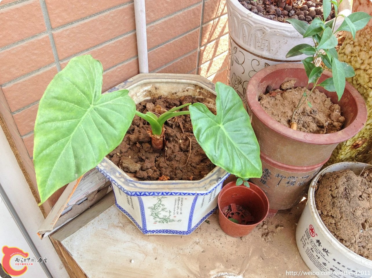 conew_conew_2015-06-25 10-21-42.jpg