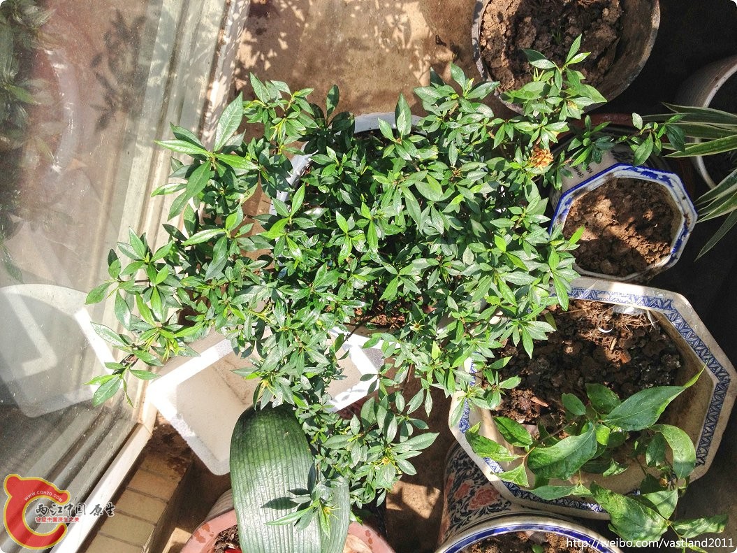 conew_conew_2015-06-25 10-22-58.jpg