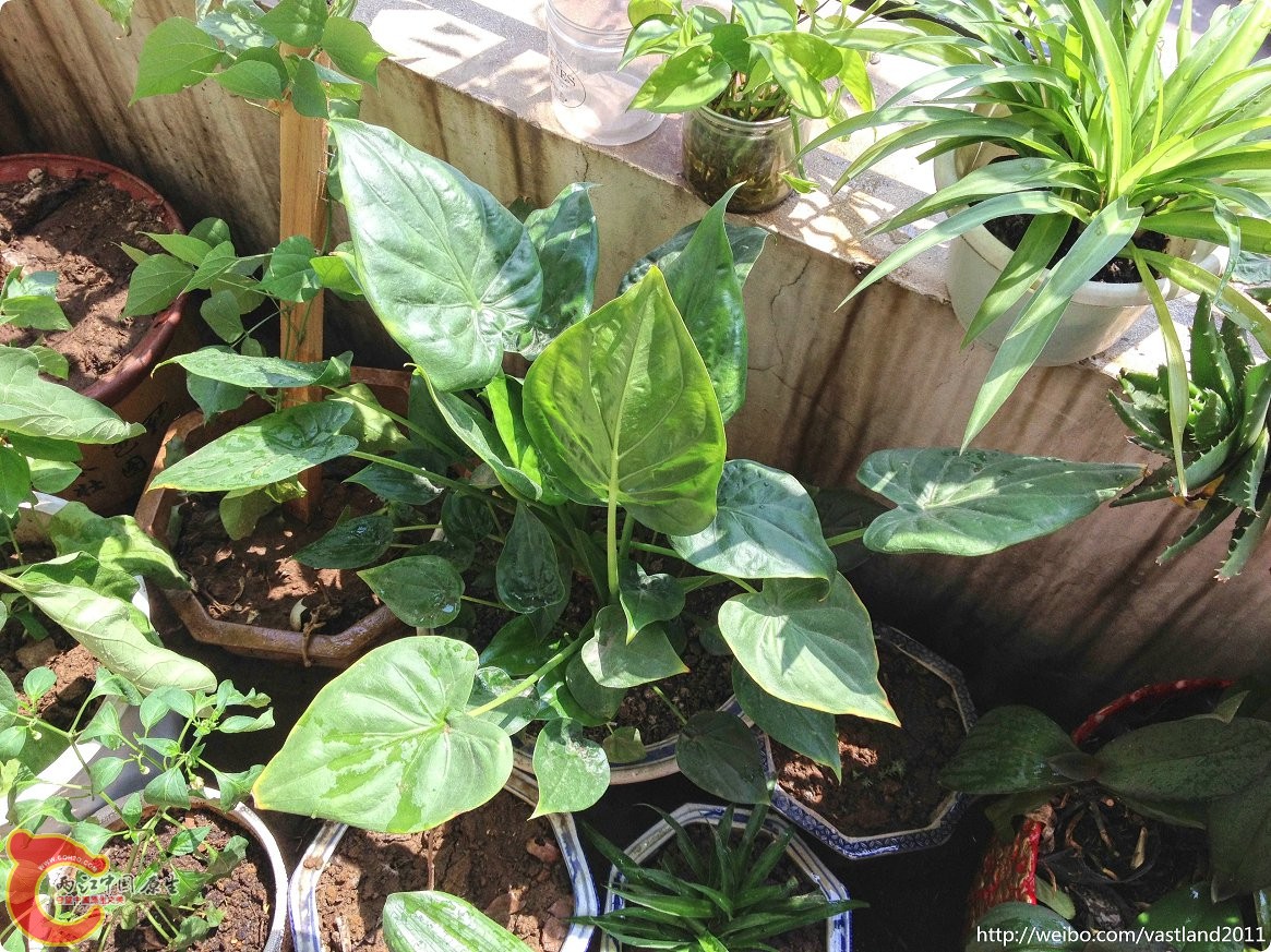 conew_conew_2015-06-25 10-24-27.jpg