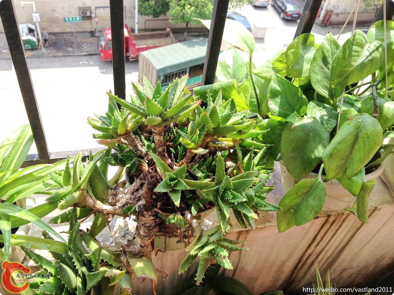 conew_conew_2015-06-25 10-25-46.jpg