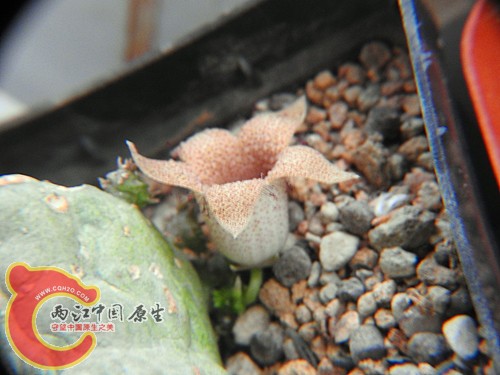 DSCN0519_副本.jpg