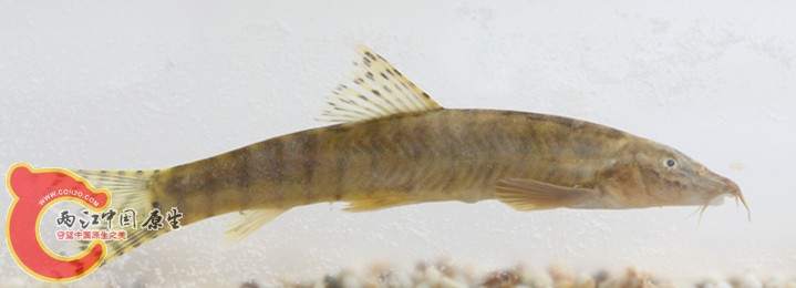 花斑副沙鳅？