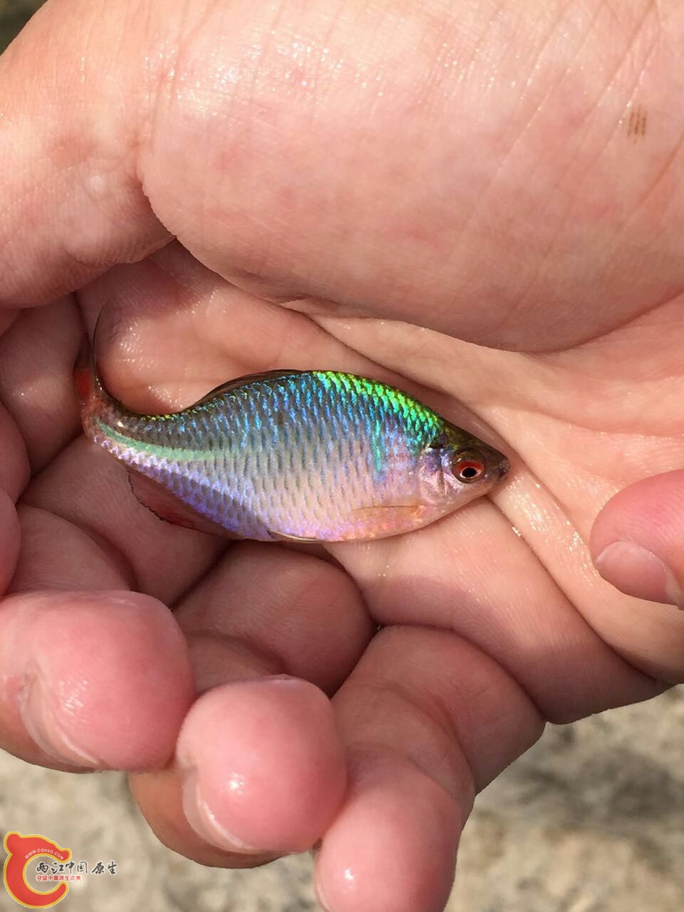 在彩石鳑鲏中居然还有零星的高体