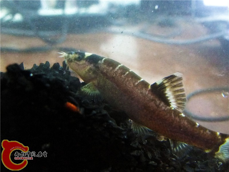 DSCF6621.jpg