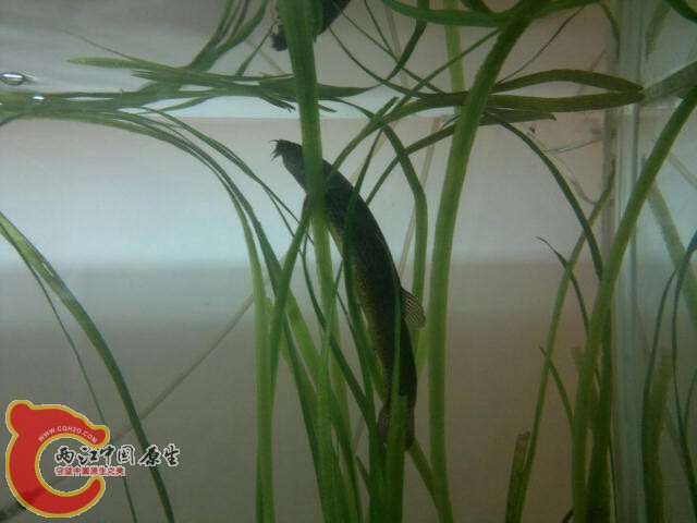 惬意