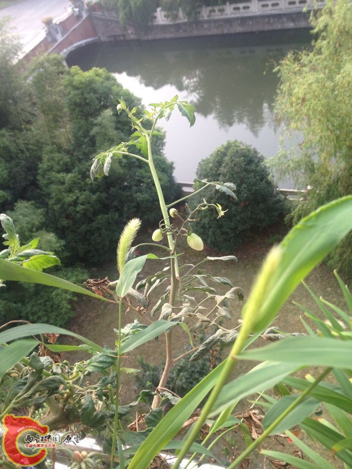 小番茄 长了很多 吃了