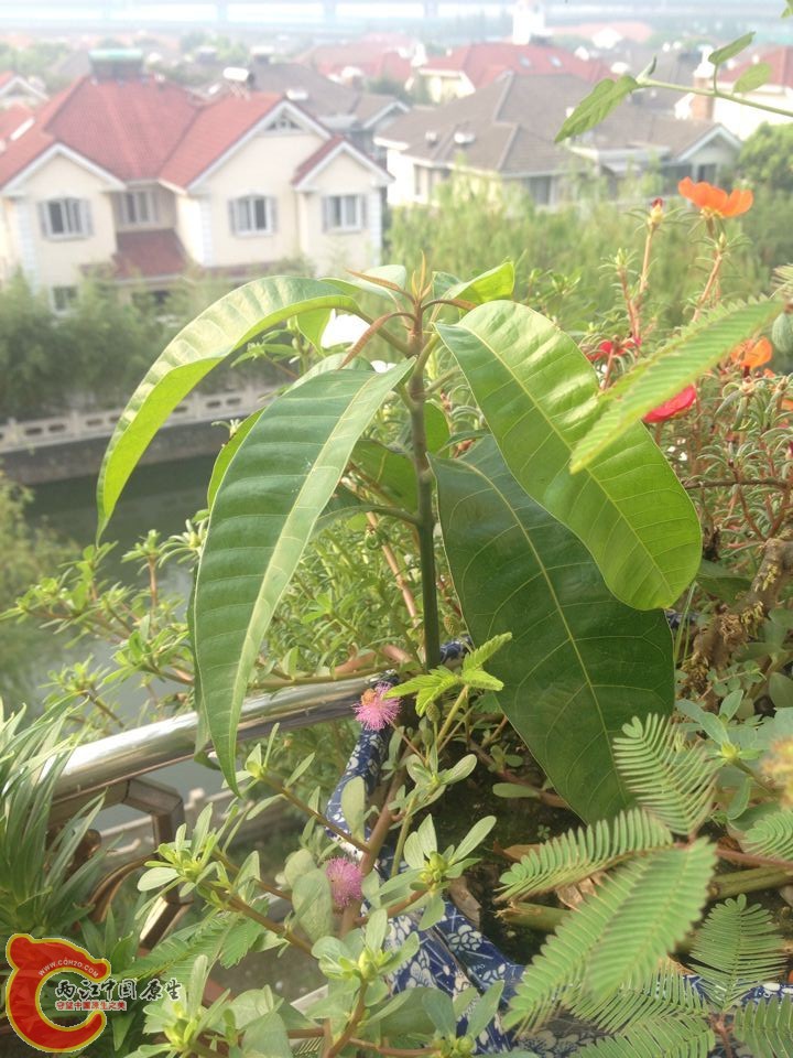 家里唯一的一颗热带植物