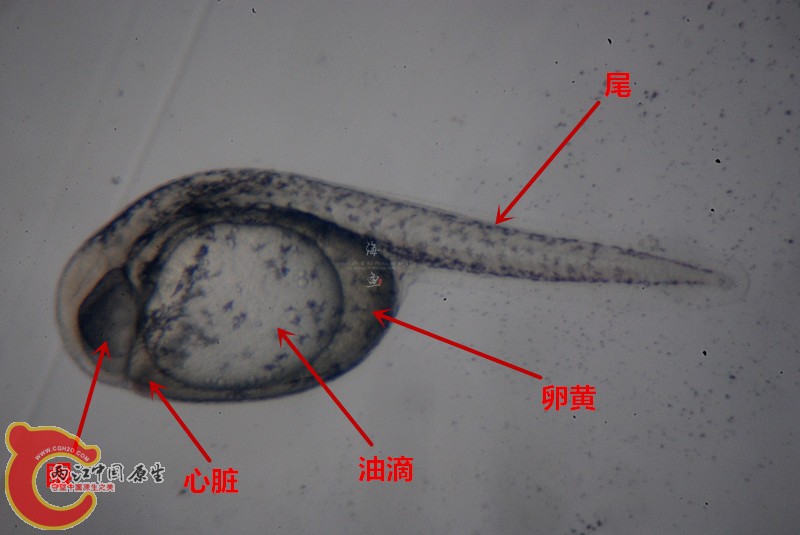 初孵子鱼 (5).jpg