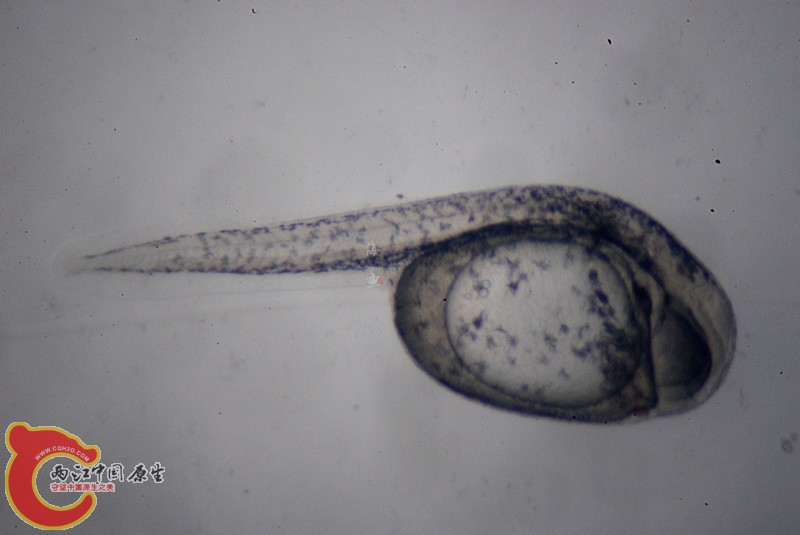 初孵子鱼 (8).jpg