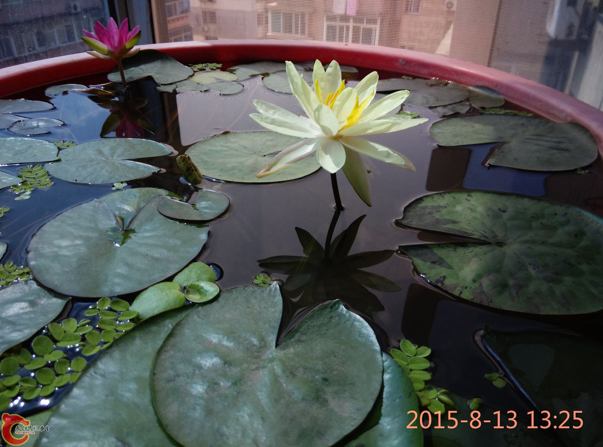 IMG_20150813_132527.jpg
