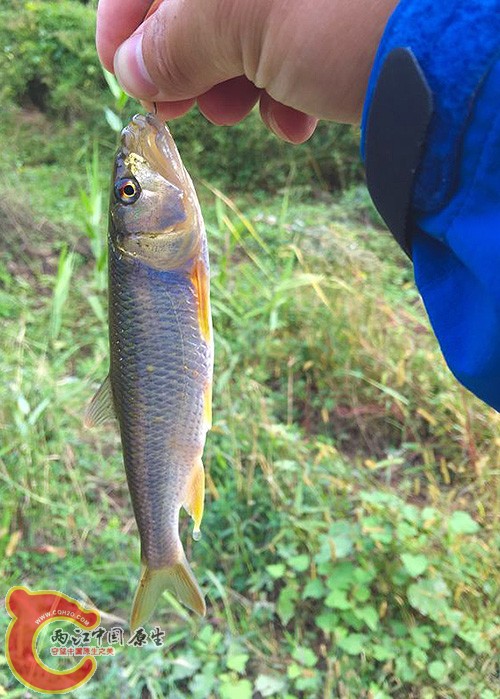 这个是公的吧？