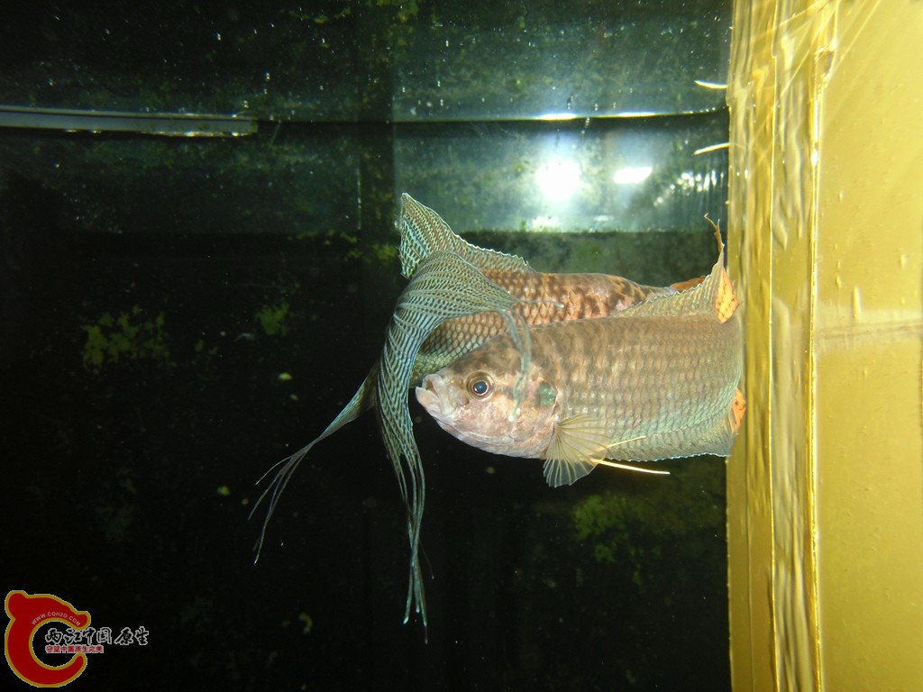 IMG_2440_副本.jpg