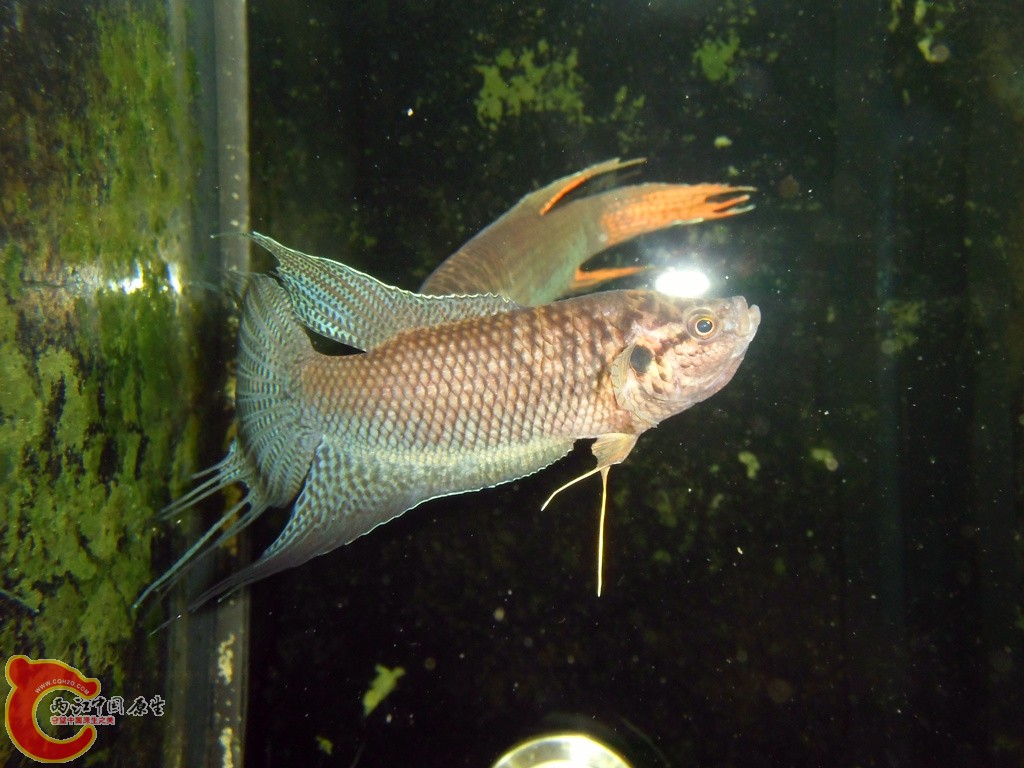 IMG_2446_副本.jpg