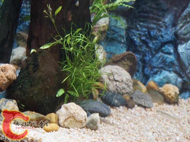 河边采的是眼子菜吗