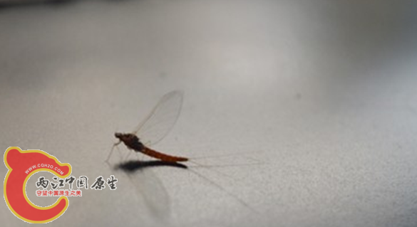 QQ图片20151013153601.png