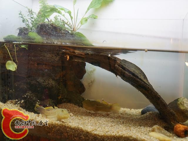 DSC01840调整后DSC01840.JPG
