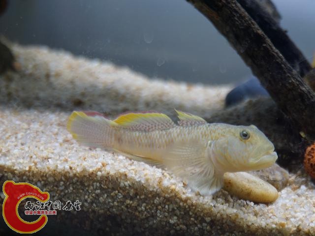 DSC01855调整后DSC01855.JPG