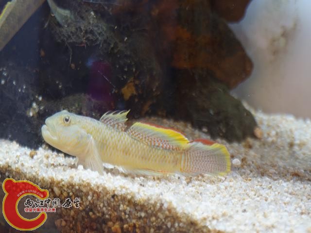 DSC01843调整后DSC01843.JPG