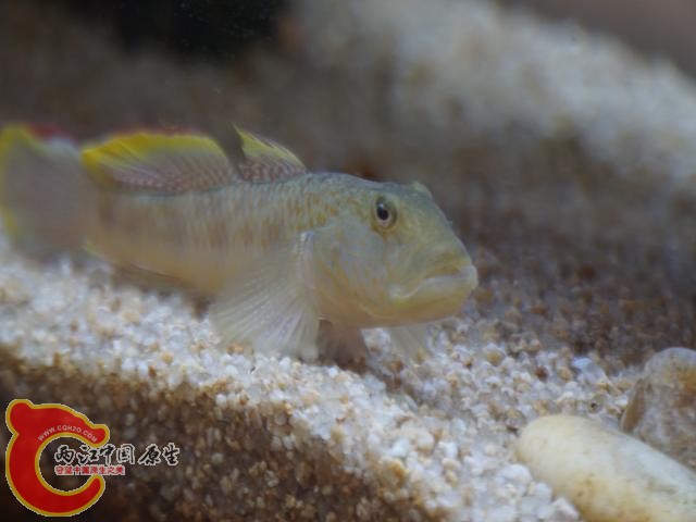 DSC01847调整后DSC01847.JPG