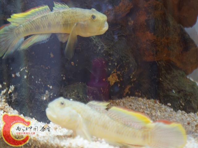 DSC01844调整后DSC01844.JPG