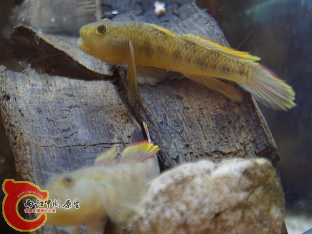 DSC01851调整后DSC01851.JPG