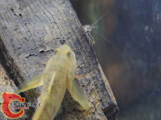 DSC01854调整后DSC01854.JPG