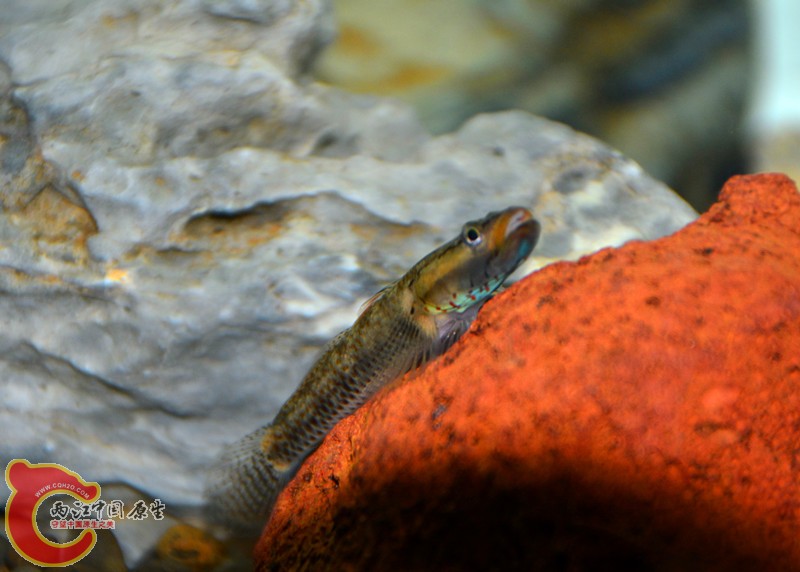 DSC_1337.JPG