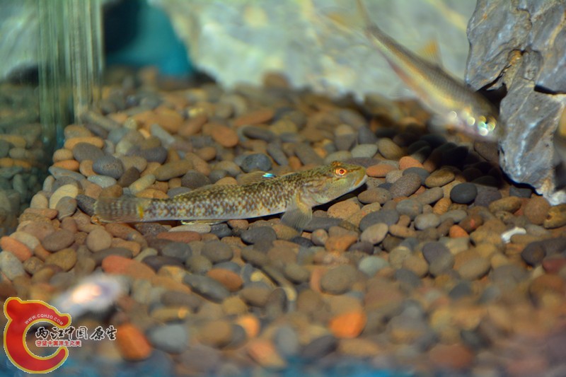 DSC_1346.JPG